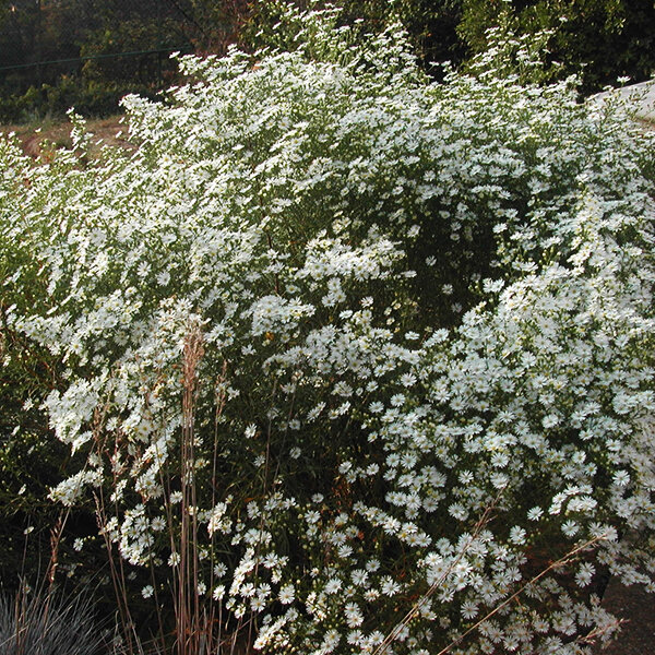 3252310_aster_monte_cassino_02