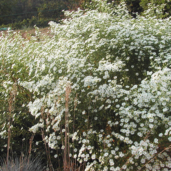 3252310_aster_monte_cassino_03