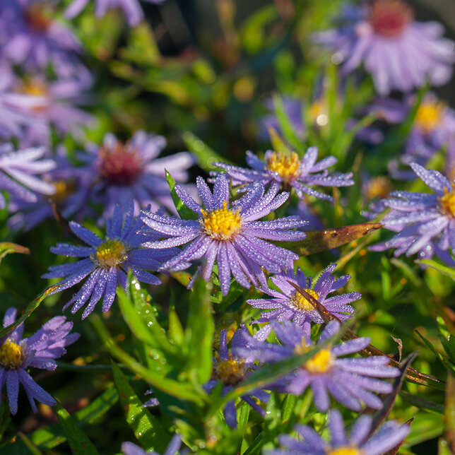 5250743_aster_prof_2