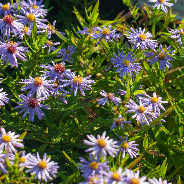 5250743_aster_prof_3