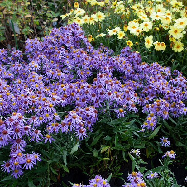 5250743_aster_prof_4