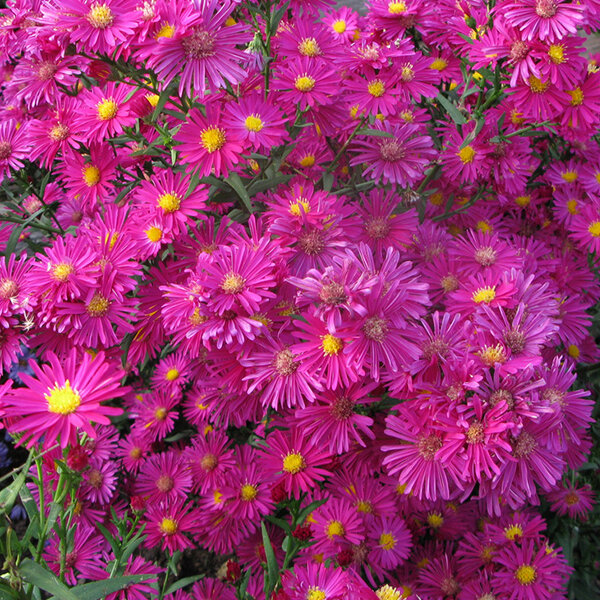 5231868_aster_winston_churchill_01