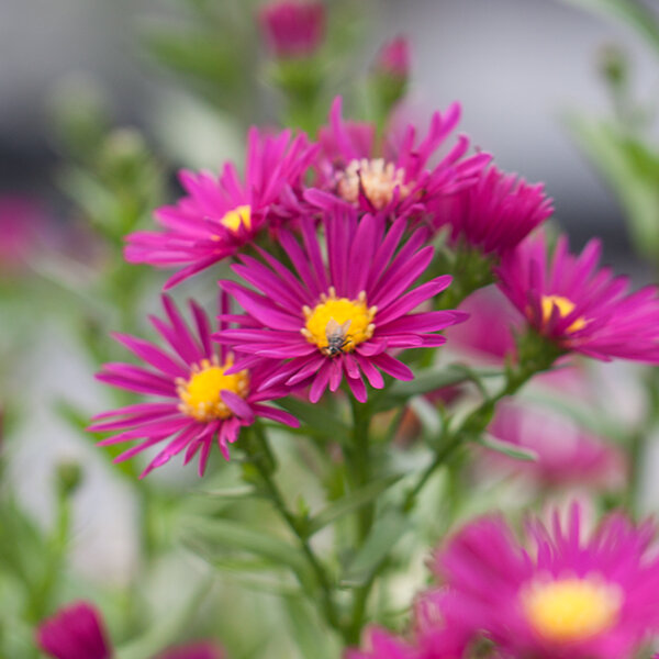 5231868_aster_winston_churchill_02