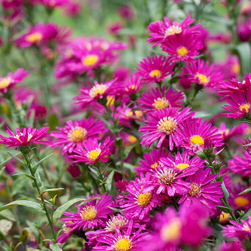 5231868_aster_winston_churchill_05