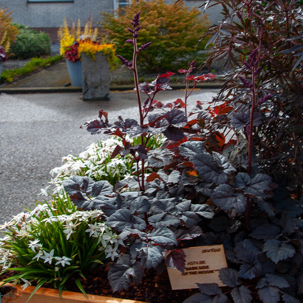 6254385_astilbe_darkside_of_the_moon_02