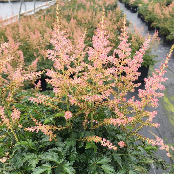 3252248_astilbe_hennie_graafland_01