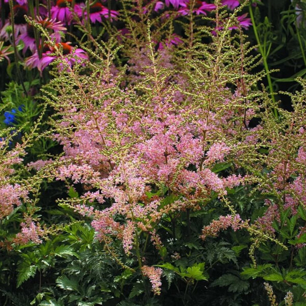3252248_astilbe_hennie_graafland_02