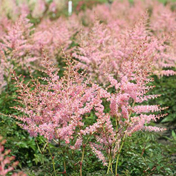 3252248_astilbe_hennie_graafland_03