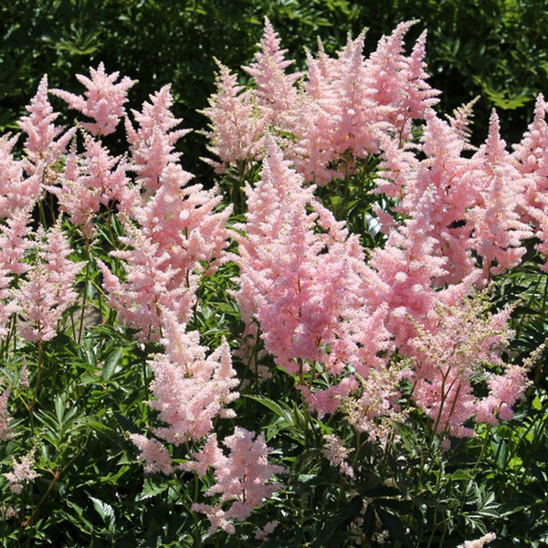 3232452_astilbe_ice_cream_02