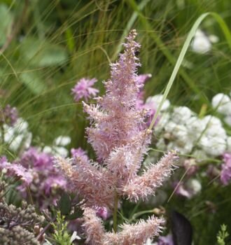 3232452_astilbe_ice_cream_03