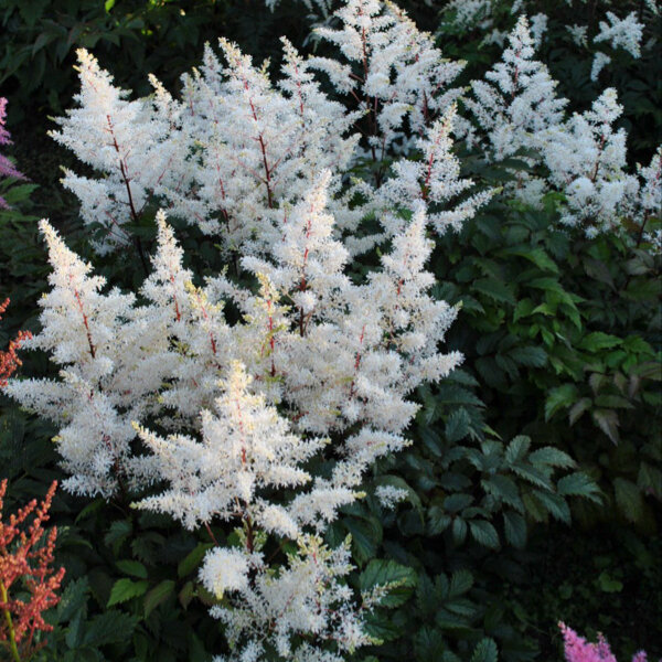 3254503_astilbe_rock_and_roll_01