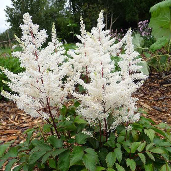 3254503_astilbe_rock_and_roll_04