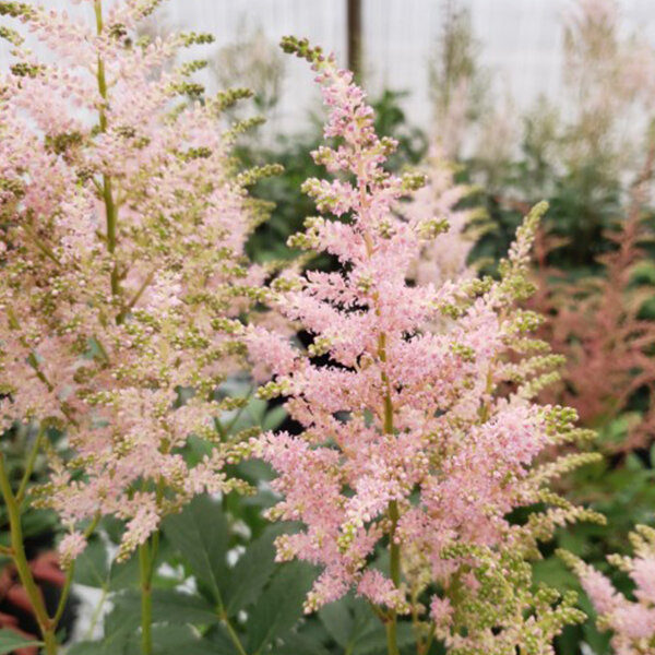 3252454_astilbe_vision_inferno_01