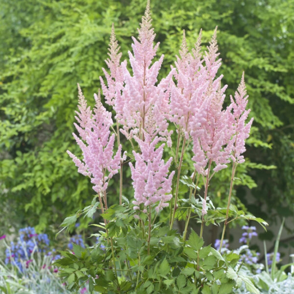 3252454_astilbe_vision_inferno_02