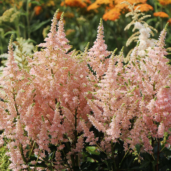 9253215_astilbe_younique_salmon_04