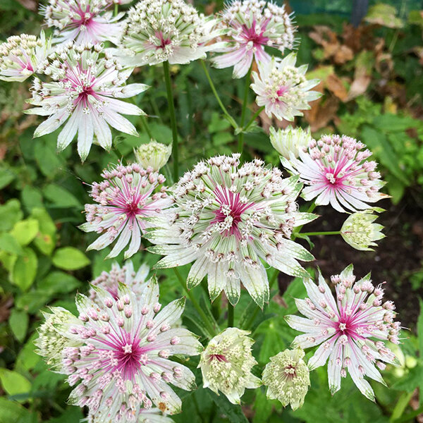 10250405_astrantia_bullseye_01