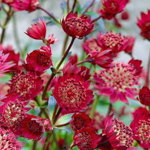 6252862_astrantia_claret_02