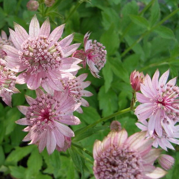 3211923_astrantia_rosensinfonie_01