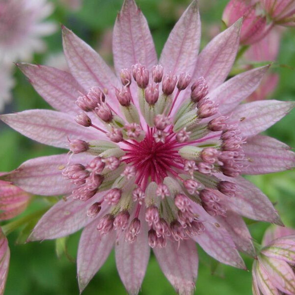 3211923_astrantia_rosensinfonie_02