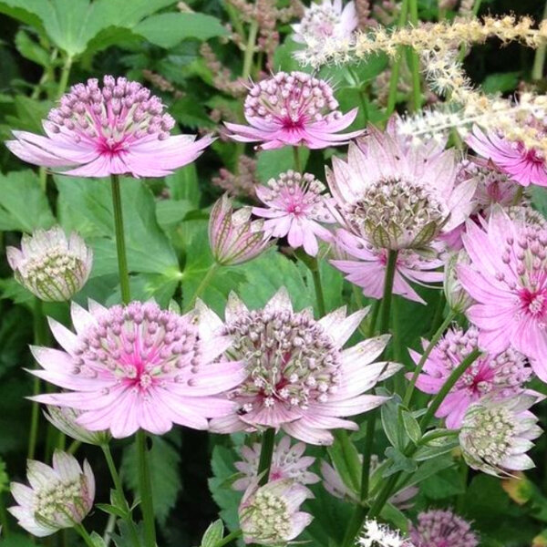 3211923_astrantia_rosensinfonie_03