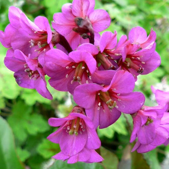 10251194_bergenia_abendglut_01