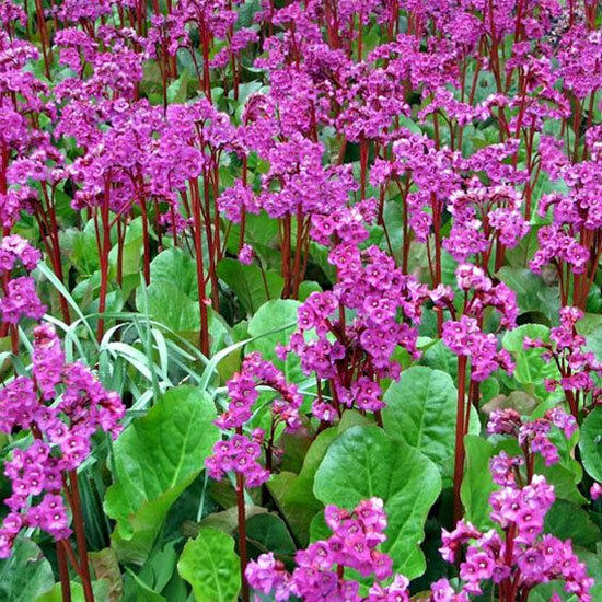 10251194_bergenia_abendglut_02