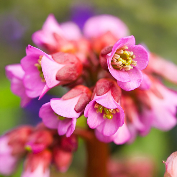 8240406_bergenia_eden_s_dark_margin_02