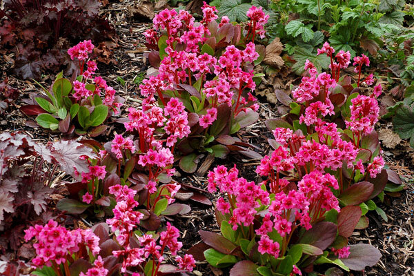 7220956_bergenia_flirt_01