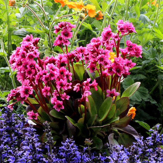 7220956_bergenia_flirt_02