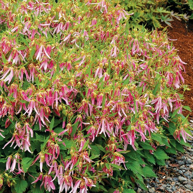 3230082_campanula_pink_octopus_02