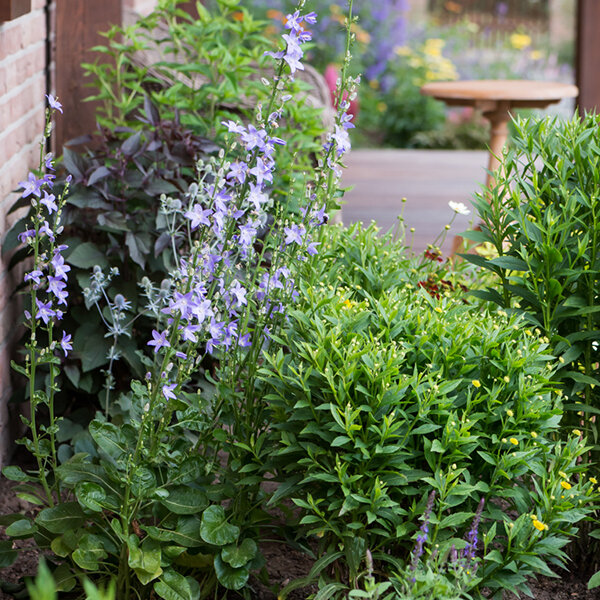 4212886_campanula_pyramidalis_lavender_blue_02