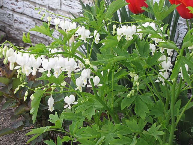 2240163_dicentra_alba_01