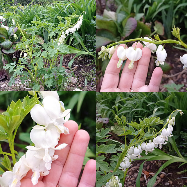 2240163_dicentra_alba_02