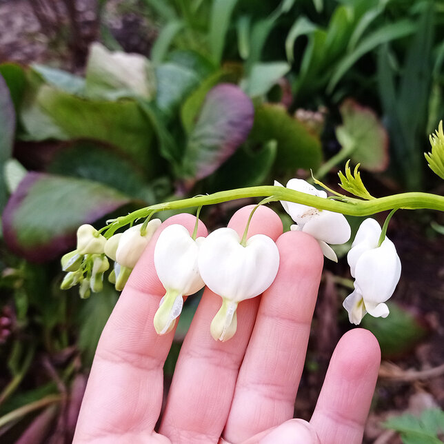 2240163_dicentra_alba_03