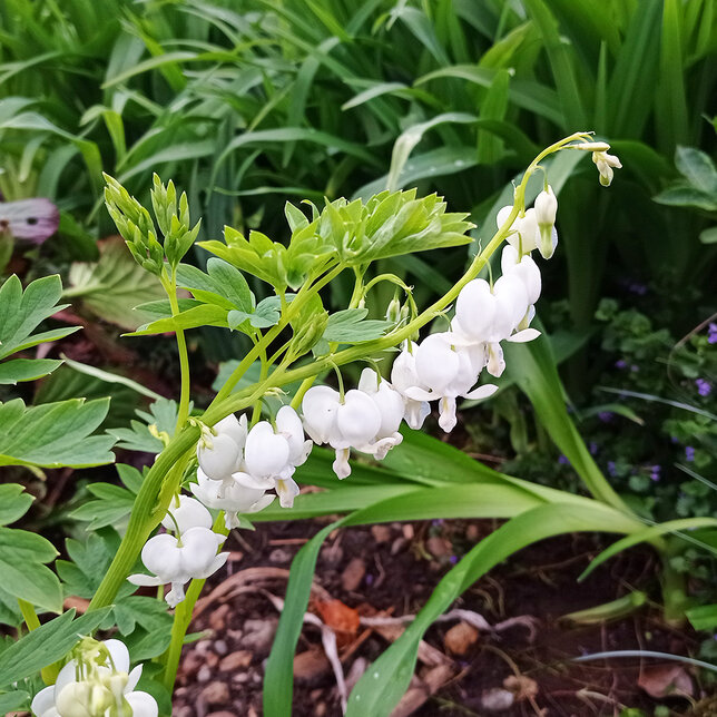 2240163_dicentra_alba_04
