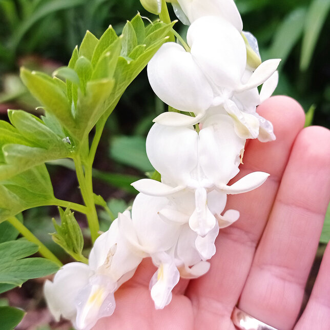 2240163_dicentra_alba_05