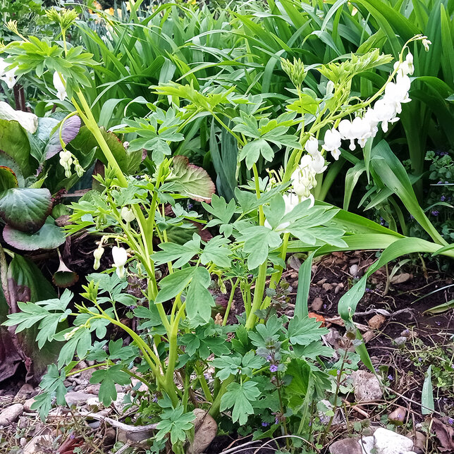 2240163_dicentra_alba_06