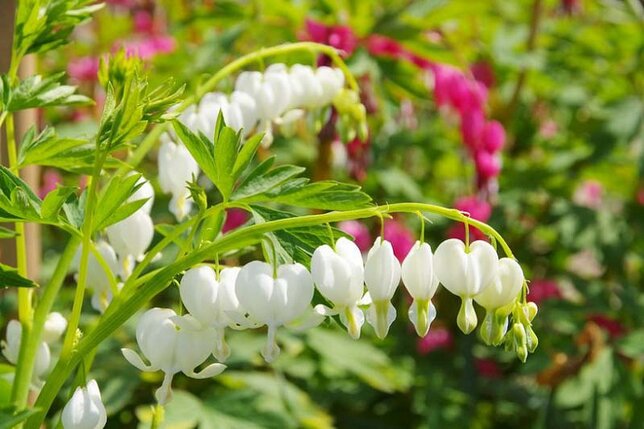 2240163_dicentra_alba_07
