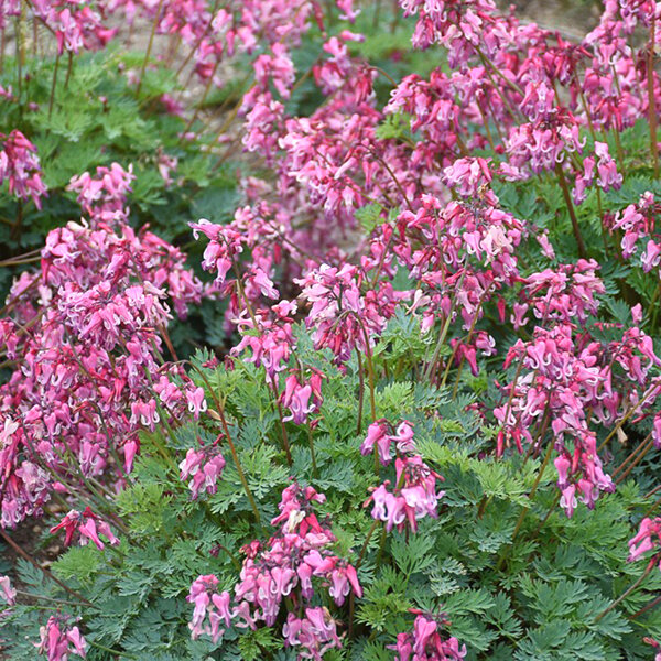 8213086_dicentra_pink_diamonds_01