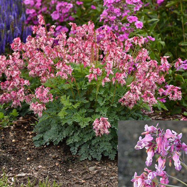 8213086_dicentra_pink_diamonds_02