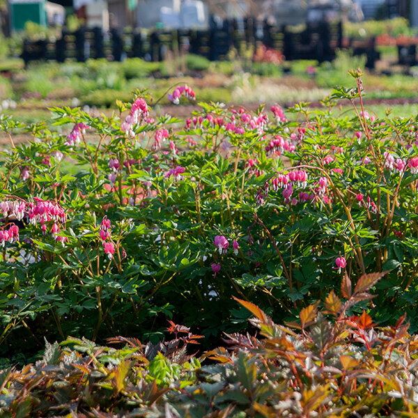 2240162_dicentra_spectabilis_02