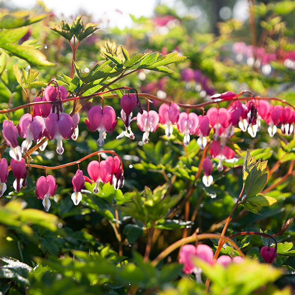 2240162_dicentra_spectabilis_03