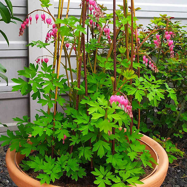 2240162_dicentra_spectabilis_04