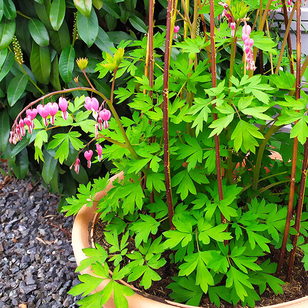 2240162_dicentra_spectabilis_05