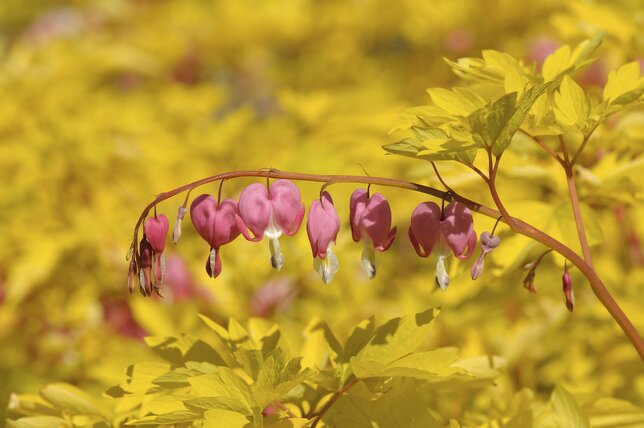 3250595_dicentra_yellow_leaf_01