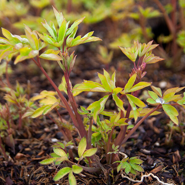 3250595_dicentra_yellow_leaf_03