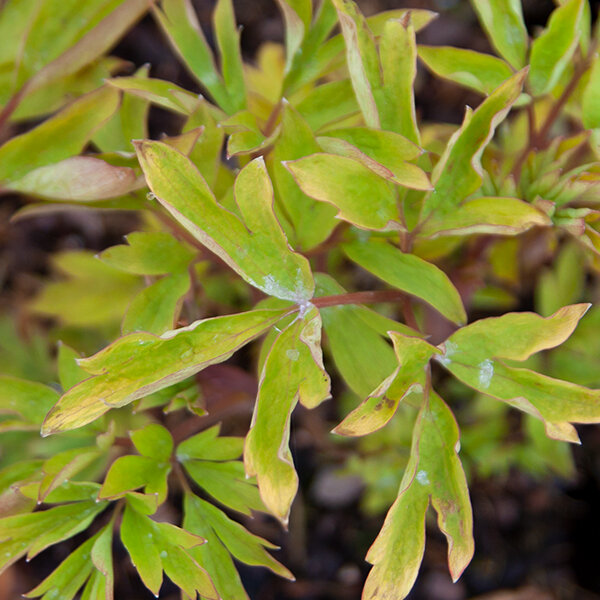 3250595_dicentra_yellow_leaf_05