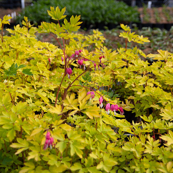 3250595_dicentra_yellow_leaf_06