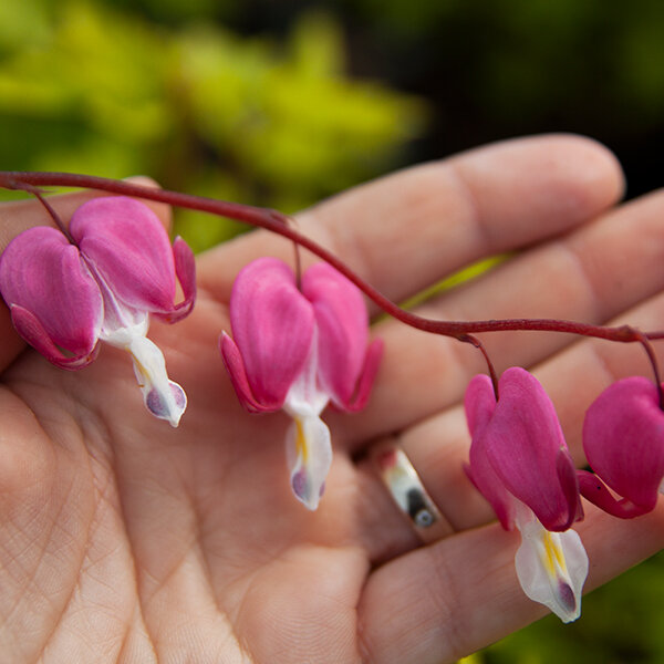 3250595_dicentra_yellow_leaf_07