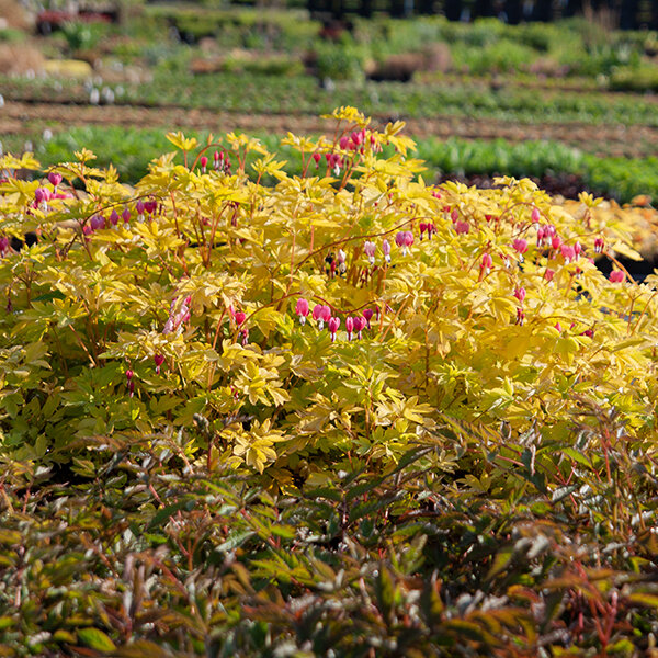 3250595_dicentra_yellow_leaf_08